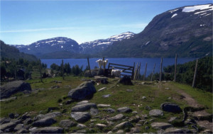Geitekje på beite i Valldalen