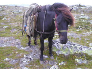 Tumi ventar på klargjering av kjøttkløv