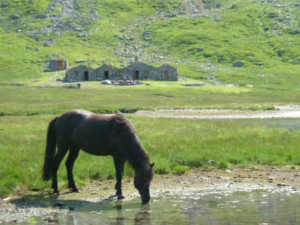 Vivassdalen Tumi treng vatten