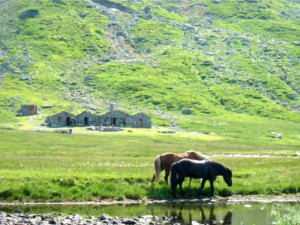 Vivassdalen Snarfari og Tumi beiter